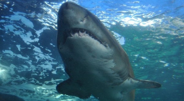 В Греции рыбаки поймали акулу весом 350 килограммов