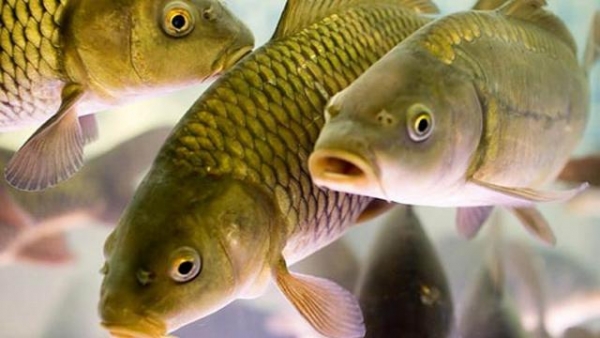 В Украине запретили массовый вылов рыбы