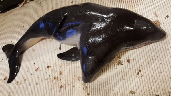 В сети голландских рыбаков попал двухголовый дельфин